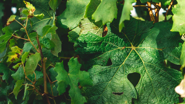 Optimale Blutzuckerregulation mit pflanzlichen Extrakten