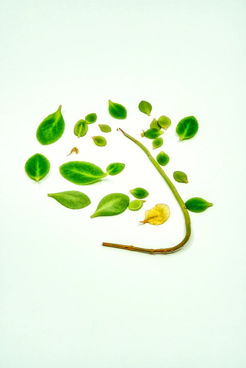 Die Vorteile von pflanzlichen Supplementen für Muskelaufbau